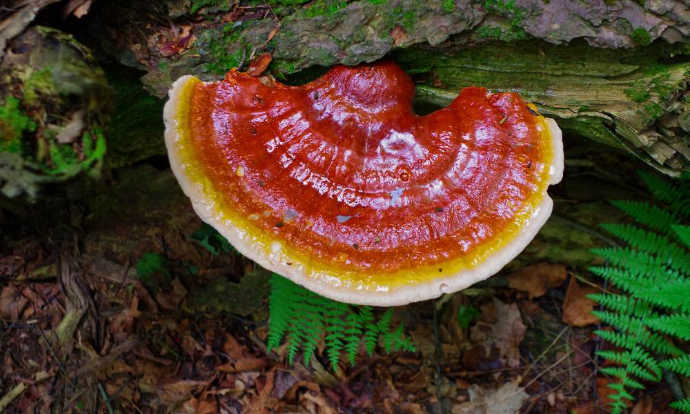 Reishi et sommeil : mécanismes, effets et conseils d'utilisation