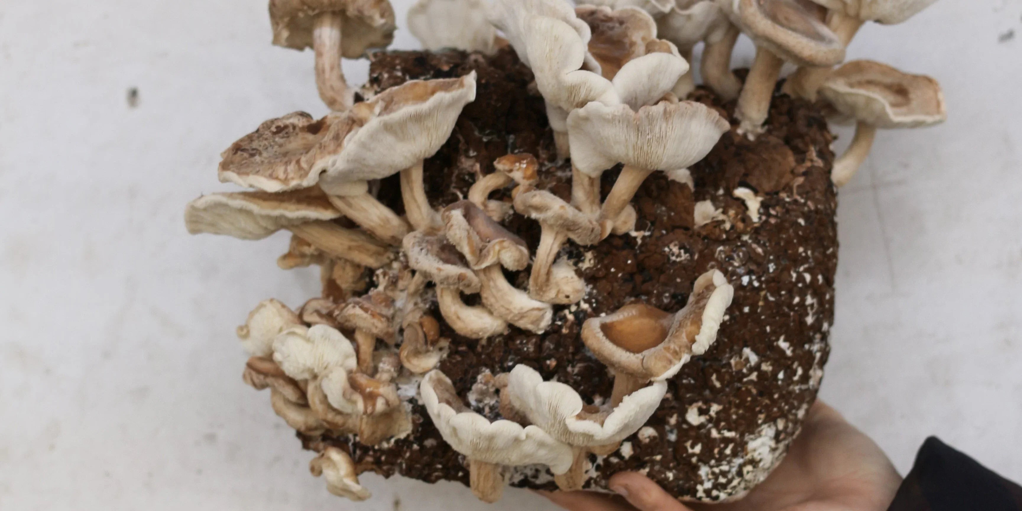 Mycothérapie : découvrez les bienfaits de 5 champignons médicinaux les plus puissants