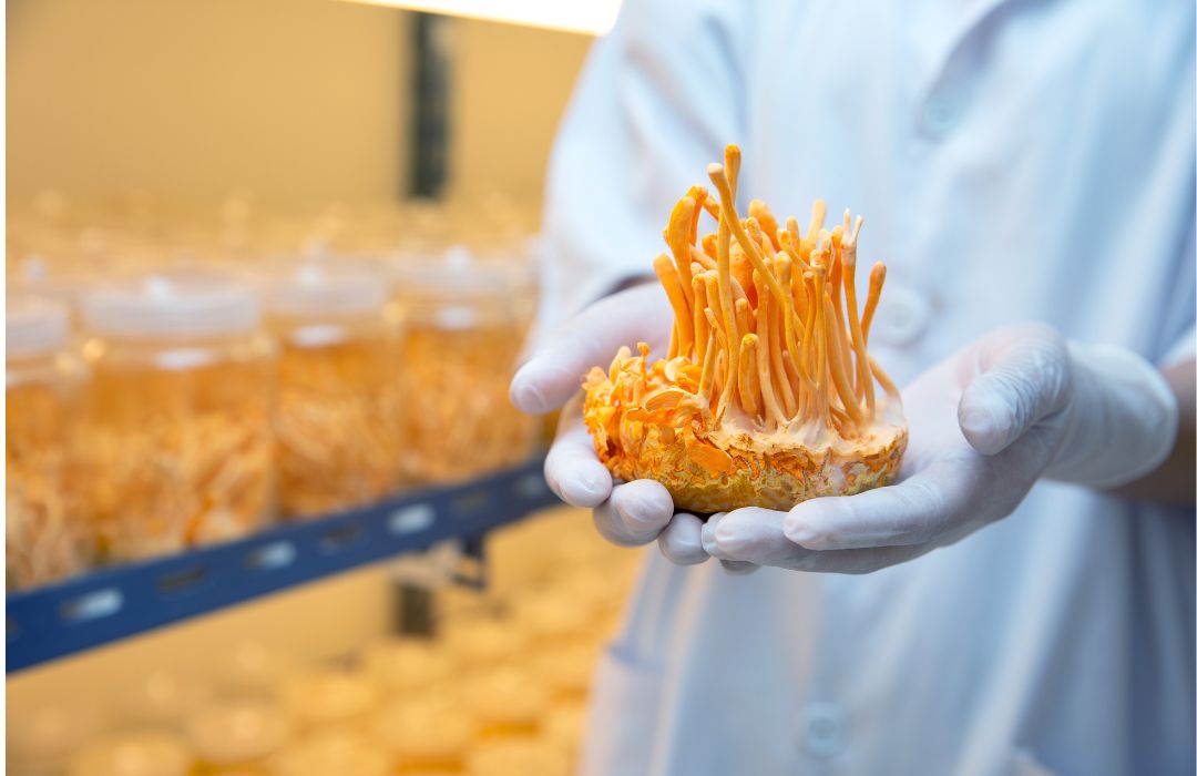 Cordyceps (Cordyceps sinensis) : Le Champignon de l'Énergie et de la Vitalité