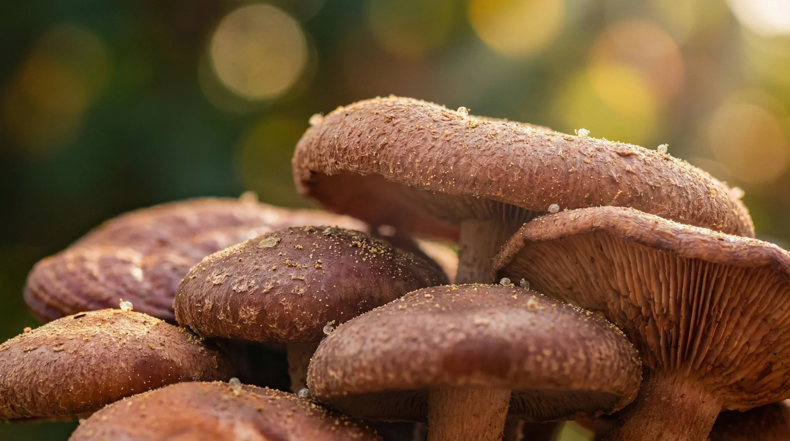 Allergies saisonnières : et si les champignons adaptogènes changeaient votre printemps ?