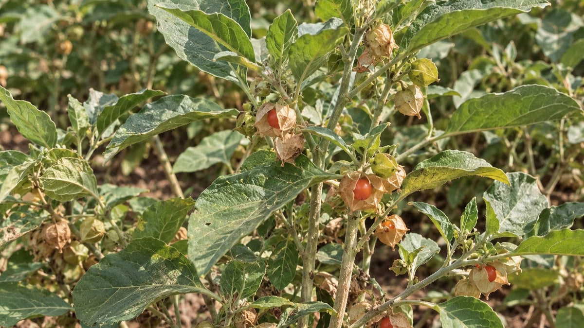 Ashwagandha pour les femmes : bienfaits et précautions