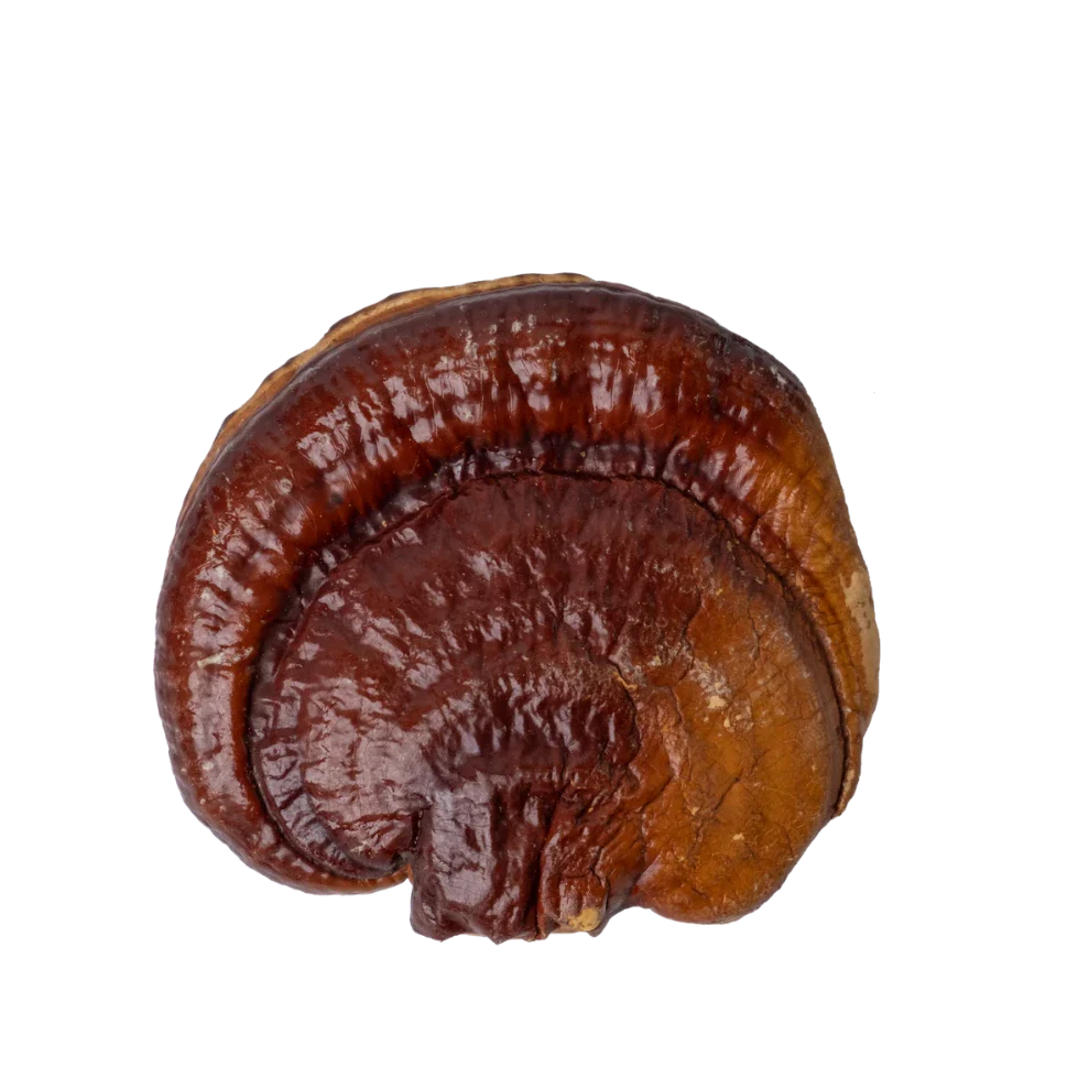 Reishi – Le Champignon pour le Bien-être et la Sérénité
