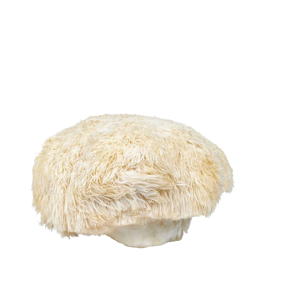 Lion's Mane – Complément pour la Concentration et la Clarté Mentale