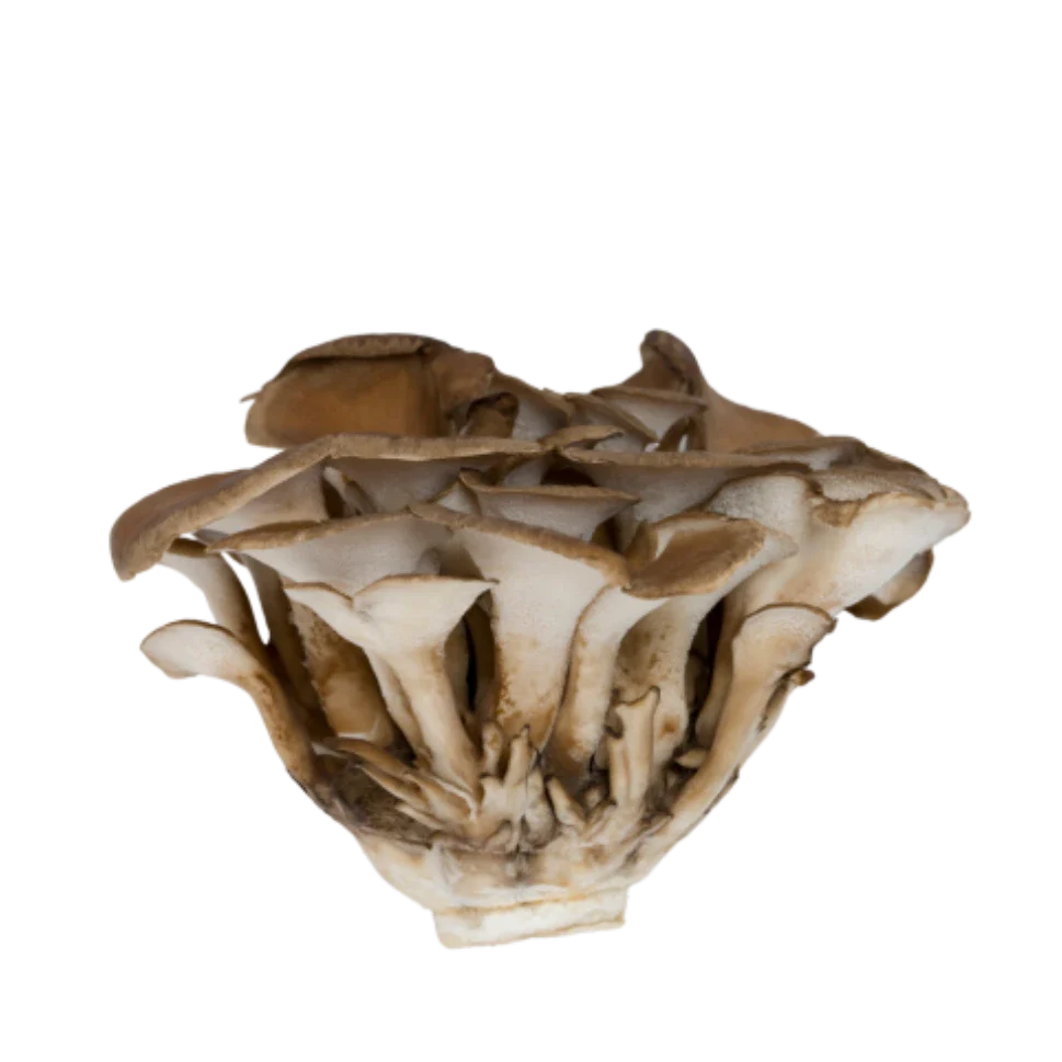 Maitaké- Le champignon pour renforcer les défenses immunitaires