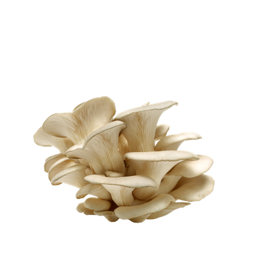 Pleurote – Le Champignon Naturel pour le Bien-être en Période de Ménopause