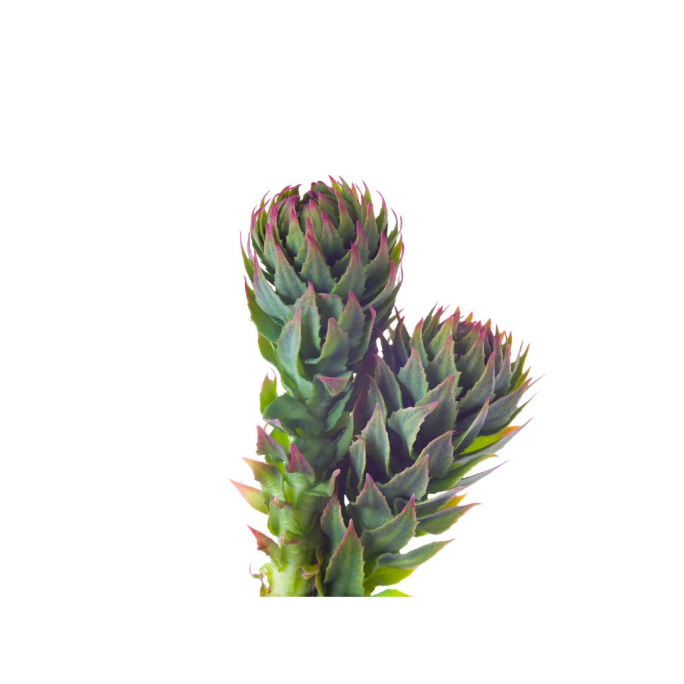 Rhodiola