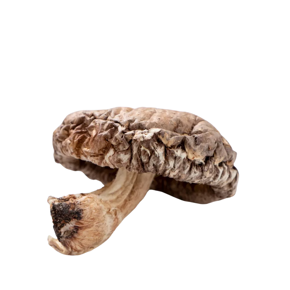 Shiitake – Le Champignon pour l’Immunité et la Résilience au Stress