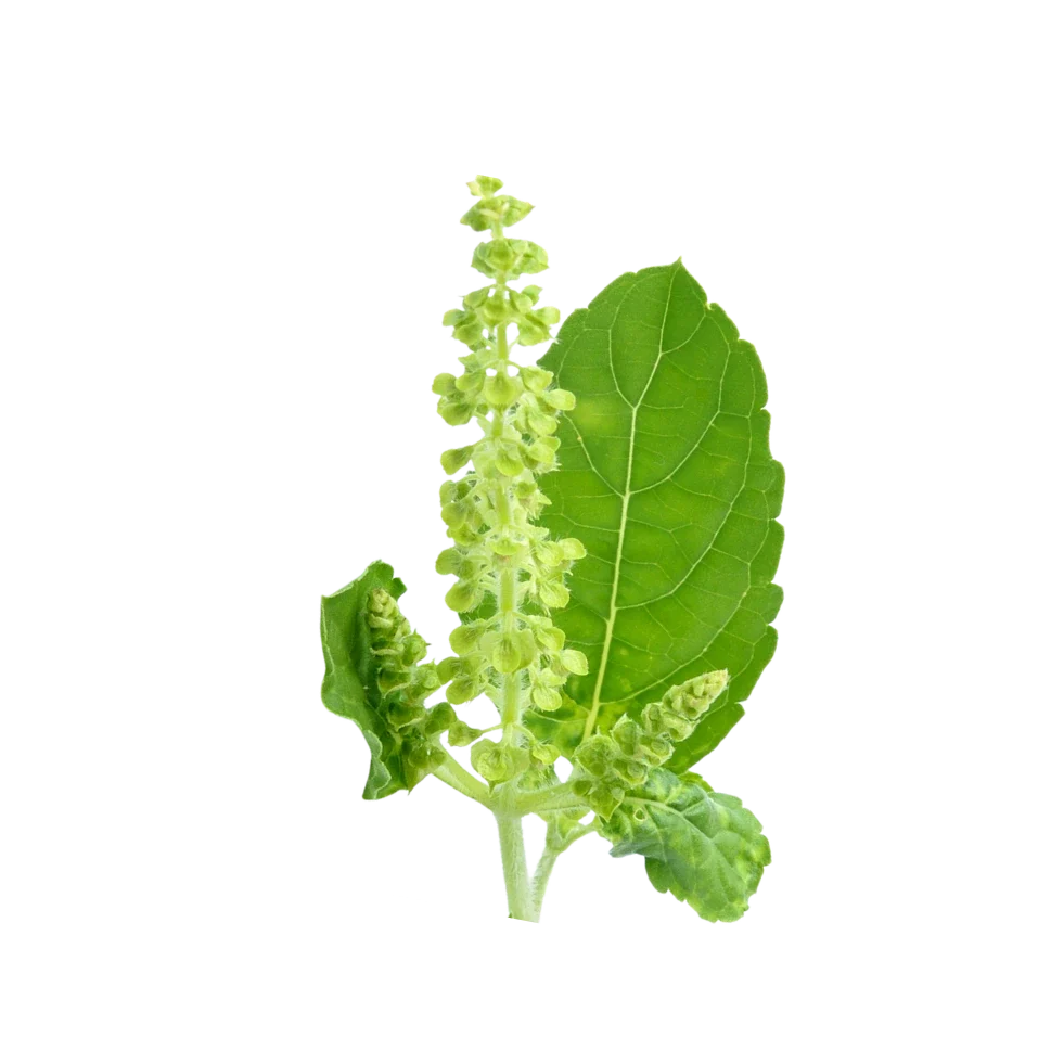 Tulsi