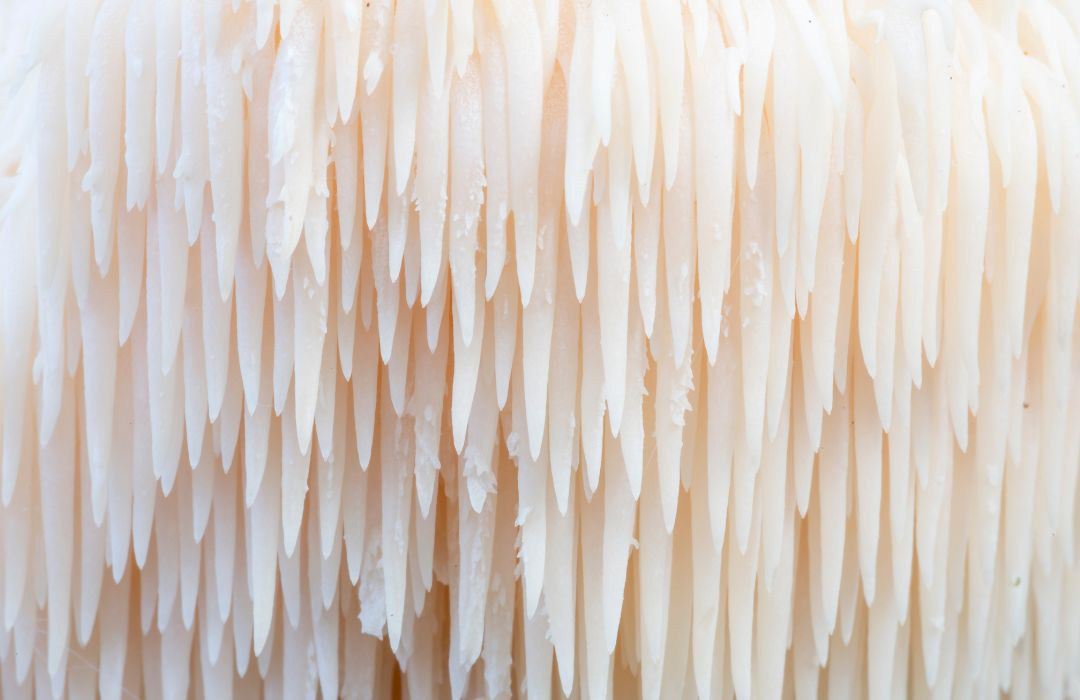 Lion's Mane (Hericium erinaceus) : Bienfaits de ce Champignon pour la santé cérébrale