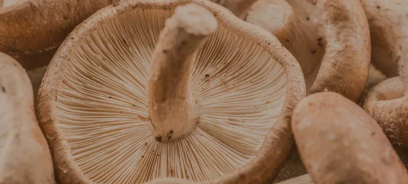 Fatigue, stress, immunité : découvrez les 5 champignons adaptogènes les plus puissants (et trouvez la cure faite pour vous)