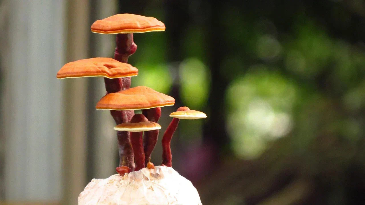 Les bienfaits du Reishi : le guide complet pour mieux dormir, renforcer l'immunité et réduire le stress