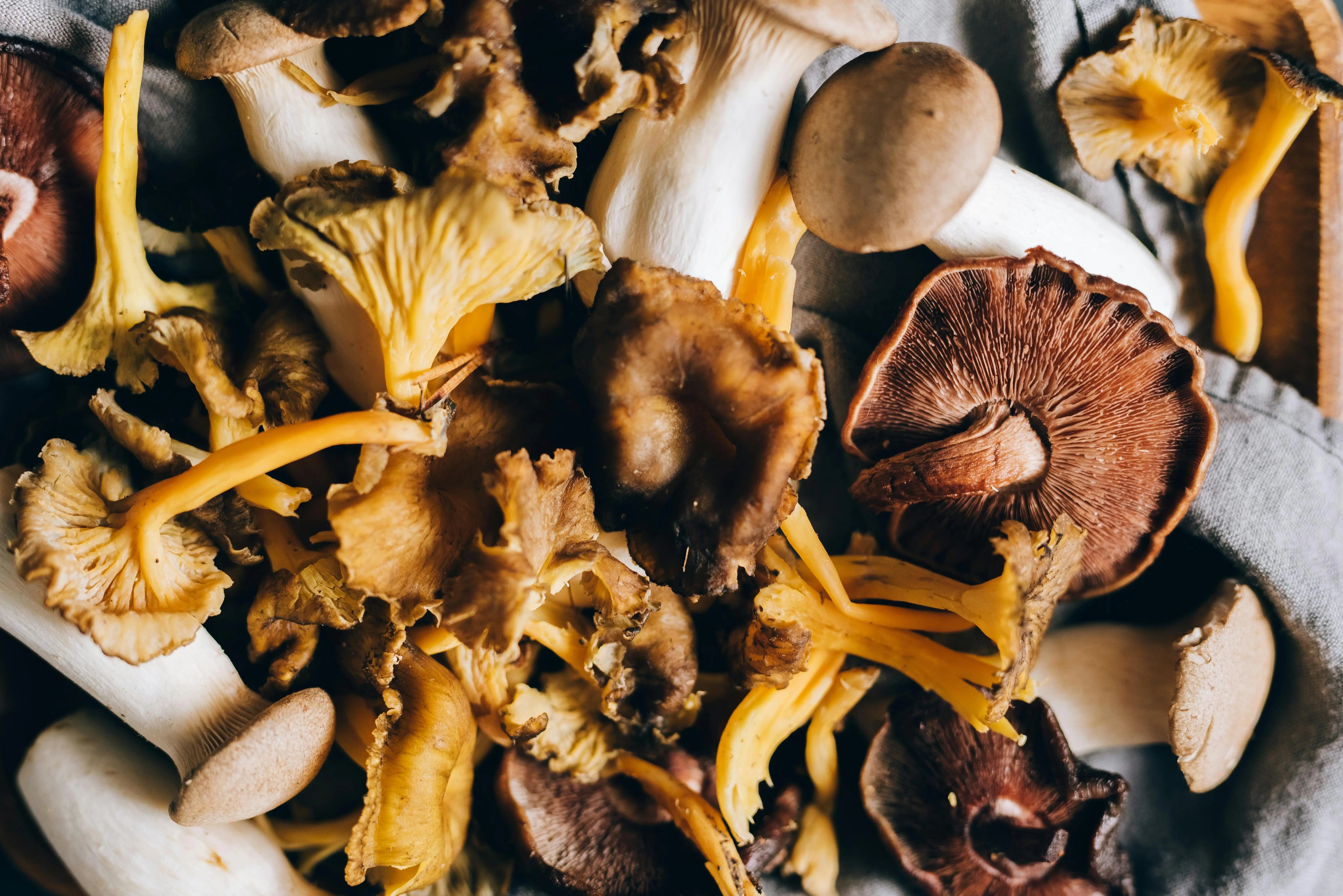 Le Maitaké (Grifola frondosa) : guide complet sur ce champignon médicinal et ses bienfaits