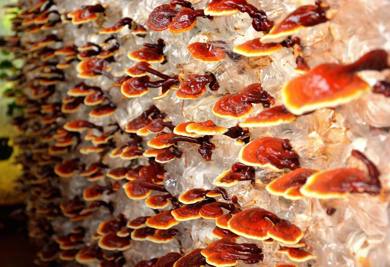 Reishi et CBD : une alliance naturelle pour le stress, le sommeil et l'équilibre intérieur