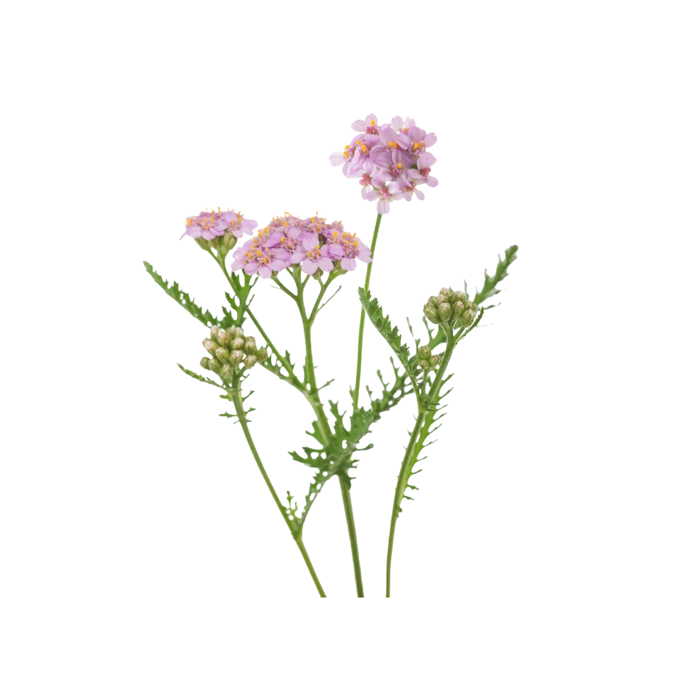 Achillee Millefeuille